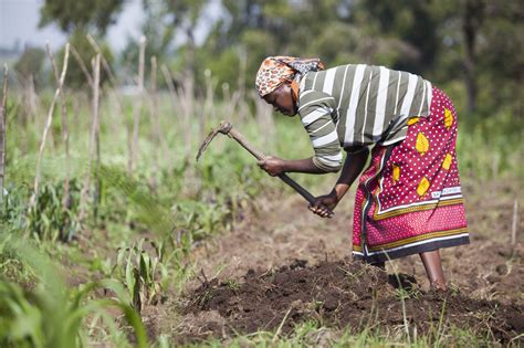  Fauzia Iftikhar's Green Revolution – Empowering Women through Sustainable Agriculture